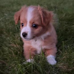Jojo (has tail) - Red merle female Miniature Australian Shepherd puppy in Terryville, Connecticut from Spirited Aussies
