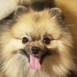 Buster - Pomeranian