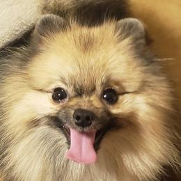 Buster - Pomeranian