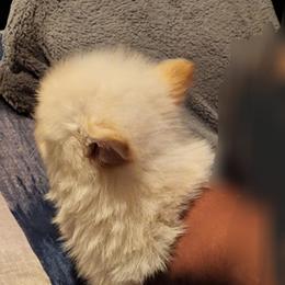 Pomeranian Puppies from Ramos' Pommies