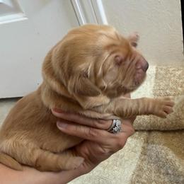 Bernadette - Golden female Golden Retriever puppy in Spur, Texas from Adams Puppies