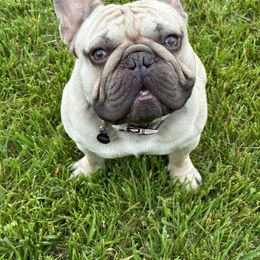 French Bulldogs from Faye’s Fabulous Frenchies