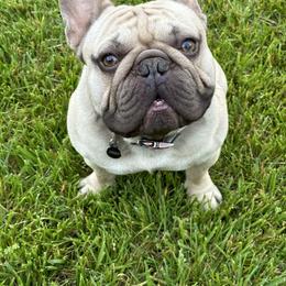 French Bulldogs from Faye’s Fabulous Frenchies