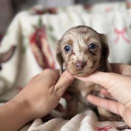 Dachshund Puppies from Doodle Bugs Doxies