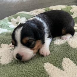 Hans - Black tri-color male Australian Shepherd puppy in Hemet, California from Perfect Companion Aussie's