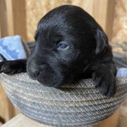 Black male 4 - Black male Labrador Retriever puppy in Falls City, Nebraska from Bassett Hounds & Labradors