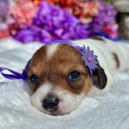 Daisybelle long hair - Piebald female Dachshund puppy in Lakeland, Florida from Elite Doxies Florida