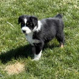 Pink collar - Black tri-color Australian Shepherd puppy in Ogden, Utah from Rafter H Aussies