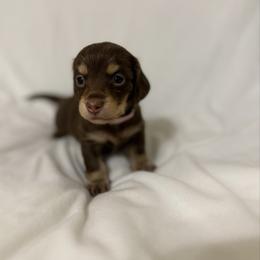 Jenna - Chocolate and cream female Dachshund puppy in Fort Gibson, Oklahoma from Cooper’s Dachshunds