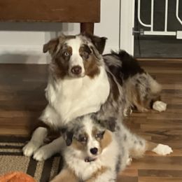 Roux - Australian Shepherd