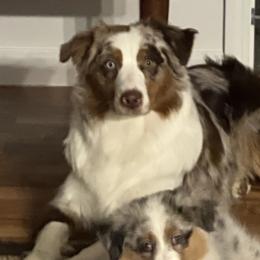 Roux - Australian Shepherd