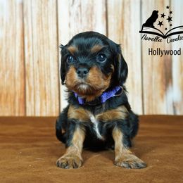 Cavalier King Charles Spaniel Puppies from Novella Cavaliers