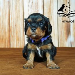 Cavalier King Charles Spaniel Puppies from Novella Cavaliers