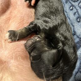 Sage - Black and tan female Dachshund puppy in Spring Creek, Nevada from Hobby Horse Homestead Mini Doxies
