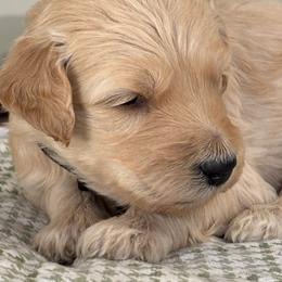 Black Girl - Cream female Goldendoodle puppy in Colorado Springs, Colorado from Pikes Peak Doodles