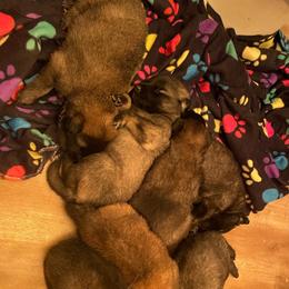 Dill - Mahogany and black male Belgian Tervuren puppy in Hastings, Minnesota from Century Hills Farm