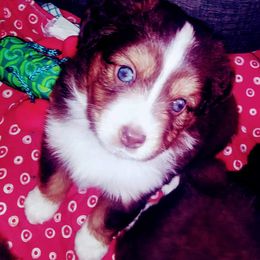 Australian Shepherd, Miniature Australian Shepherd, and Toy Australian Shepherd All Grown Up from Aussies n Kentucky