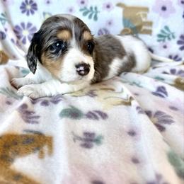 Fitz - Piebald male Dachshund puppy in Paoli, Oklahoma from Dobbins Dachshunds