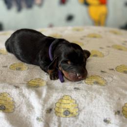 Purple Girl - Black and tan female Dachshund puppy in Turlock, California from Weenie Wonderland