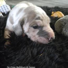 Brina - Harlequin female Great Dane puppy in Albany, Oregon from Red Cloud Australian Shepherds and DeGray Great Danes & Bulldogs