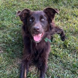 Karma - Australian Shepherd