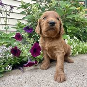 Salem - Red female Irish Doodle puppy in Hammond, Wisconsin from Queen of the Hill Puppies