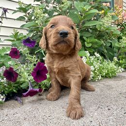 Salem - Red female Irish Doodle puppy in Hammond, Wisconsin from Queen of the Hill Puppies