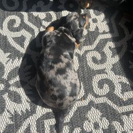 Dachshund Puppies from Dapper Dachshund