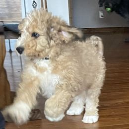 Kodiak -F1b standard bernedoodle - Merle Bernedoodle puppy in Branson West, Missouri from Ozark Acres LLC