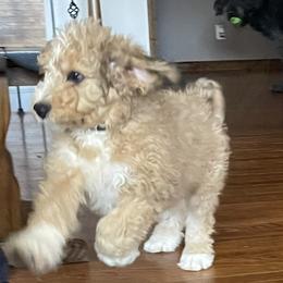 Kodiak -F1b standard bernedoodle - Merle Bernedoodle puppy in Branson West, Missouri from Ozark Acres LLC