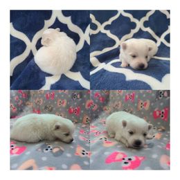 Pearl - Cream parti female Pomeranian puppy in Longview, Washington from Mckee's Pomeranians