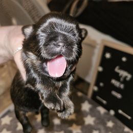 Sage - Brindle and white Shih Tzu puppy in Cook County, Illinois from My Tzu Crew