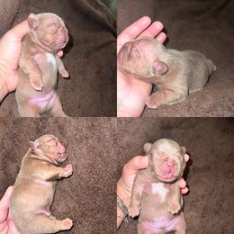 French Bulldog Puppies from Luxurious Desert Frenchies