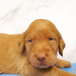 Toby - Black male Labradoodle puppy in Apache Junction, Arizona from Loving Doodle