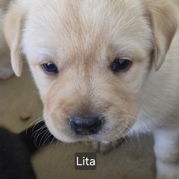 Lita - Yellow female Labrador Retriever puppy in Greenwich, Ohio from Pure Gem Kennel
