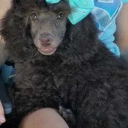 Poodle Puppies from Anna-Ash Poodles