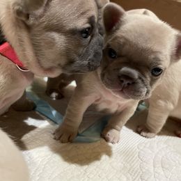 Boy 2 - French Bulldog puppy in New York from Lady French