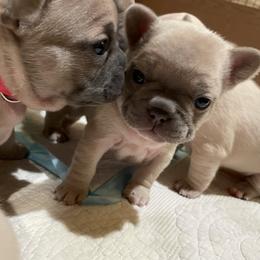 Boy 2 - French Bulldog puppy in New York from Lady French