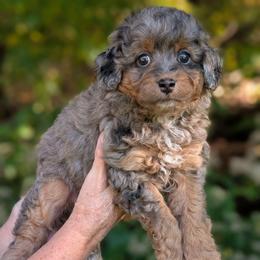 Shawn - Merle male Cavapoo puppy in Coshocton, Ohio from Forever Family Puppies