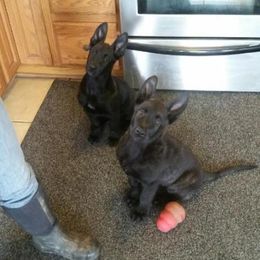 Dutch Shepherd Puppies from Vandalia Kennel Dutch Shepherds