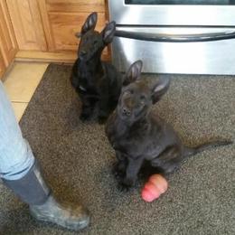 Dutch Shepherd Puppies from Vandalia Kennel Dutch Shepherds