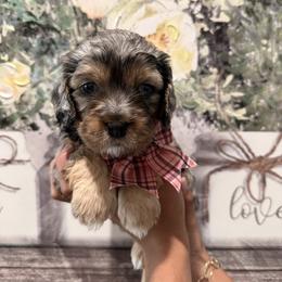 Mimi - Merle female Cavapoo puppy in Riverview, Florida from Doodley Doo Doodles