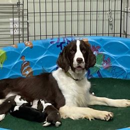 SAVEN - English Springer Spaniel
