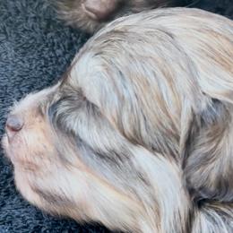 Boy 3 - Chocolate sable male Havanese puppy in Arizona from HavaDoggie