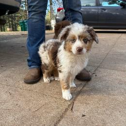 Taz - Red merle male Miniature Australian Shepherd puppy in Shingletown, California from Whiskeytown Aussies