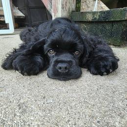 Blue - Black male Cocker Spaniel puppy in Wacissa, Florida from True North Cockers