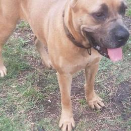 Netta - Cane Corso