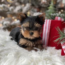 Yorkshire Terrier Puppies from Luxe Yorkshire Terriers