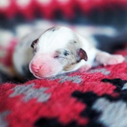 Need a Little Rain - Blue merle female Australian Shepherd puppy in Paola, Kansas from Tiz Ranch