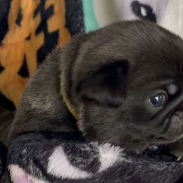 Yellow Collar - Silver Pug puppy in Elma, Washington from Kismet Kennels, Exclusively Pugs